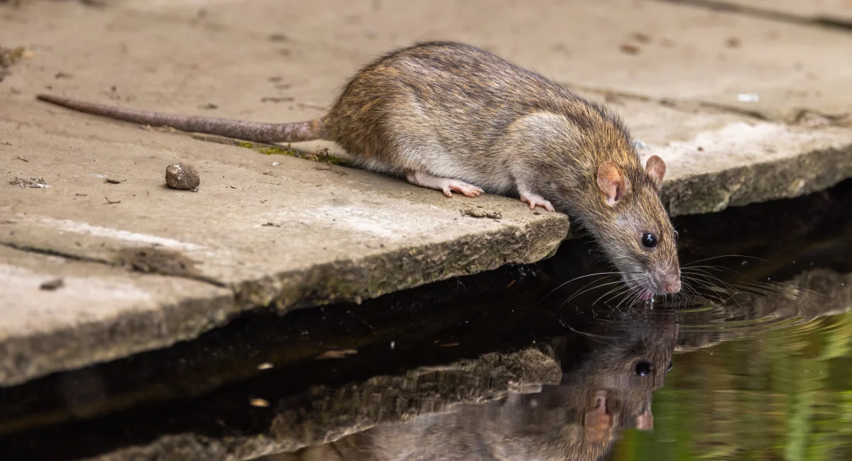 Rats et souris à la maison : les signes à ne pas ignorer